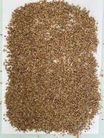 Whole Coriander Seed from Russia